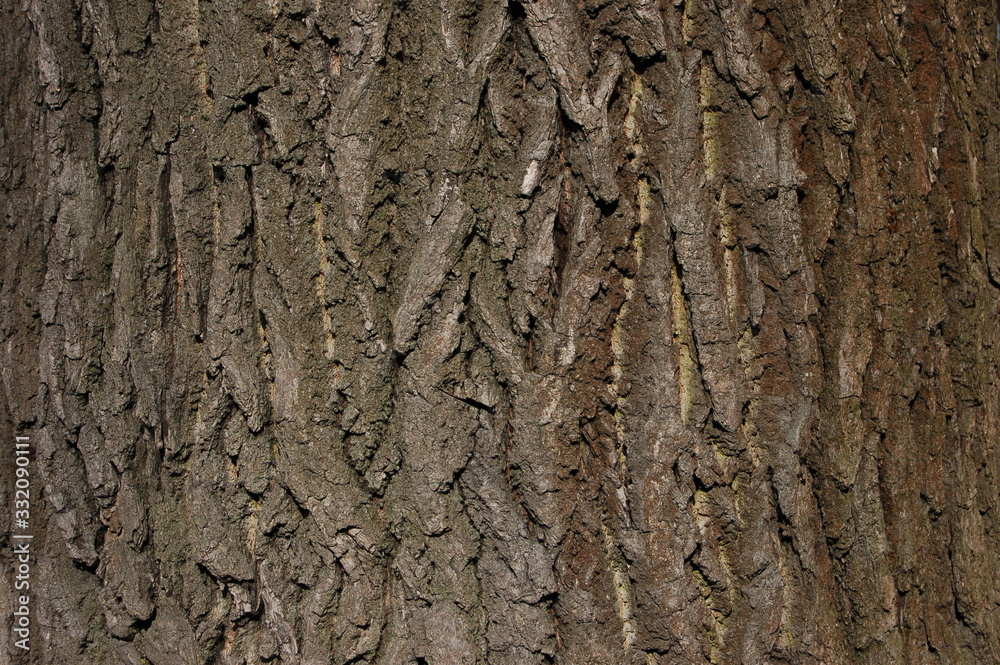 Background wooden rough texture of oak bark Background wooden rough texture of oak bark