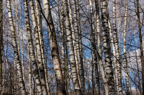 background many birches in the forest against the blue sky
