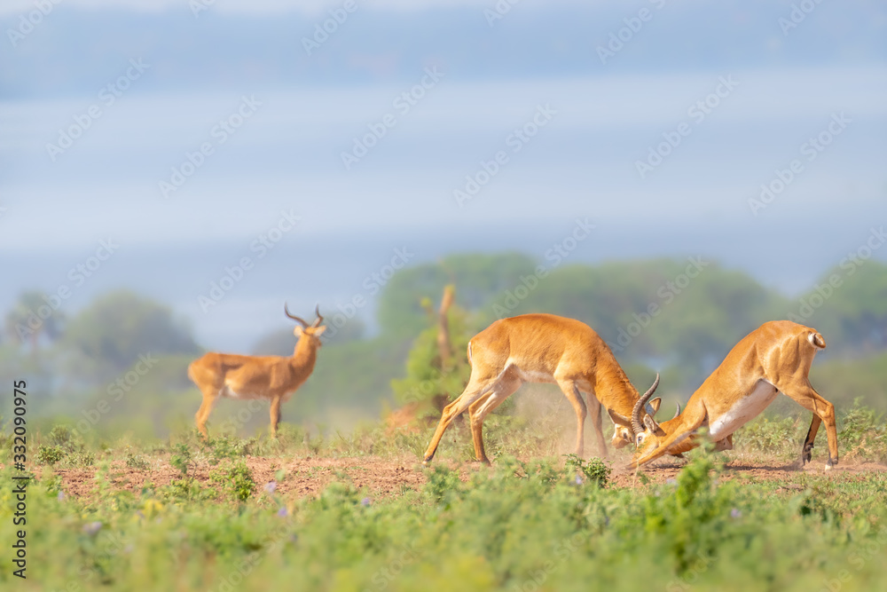 Two male Ugandan Kob ( Kobus kob thomasi) fighting, Murchison Falls National Park, Uganda. Two male Ugandan Kob ( Kobus kob thomasi) fighting, Murchison Falls National Park, Uganda.