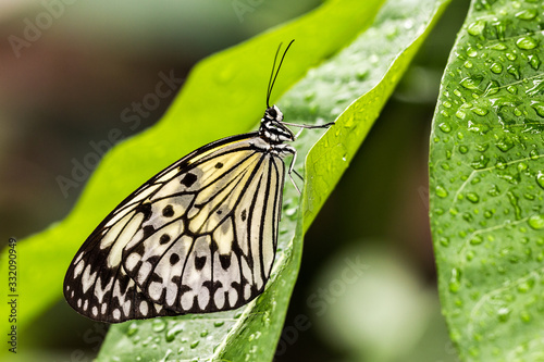 Papillon Idea leuconoe photo