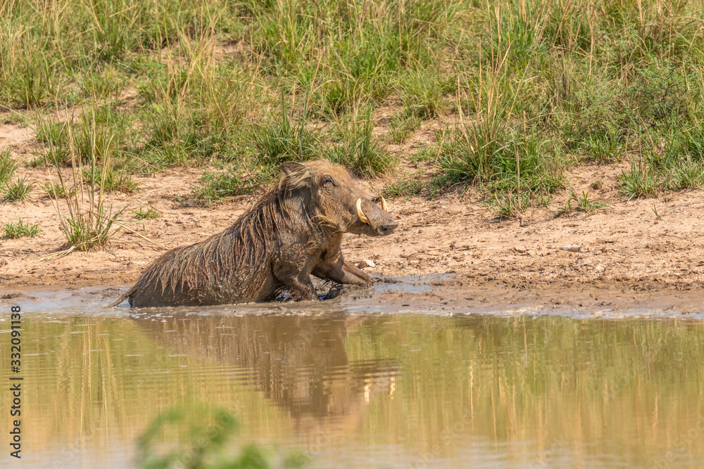A warthog (Phacochoerus africanus) taking a bath with reflection, Murchison Falls National Park, Uganda. A warthog (Phacochoerus africanus) taking a bath with reflection, Murchison Falls National Park, Uganda.