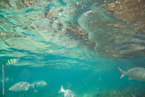 Beautiful colored fish swim underwater in the Indian Ocean among the stones.