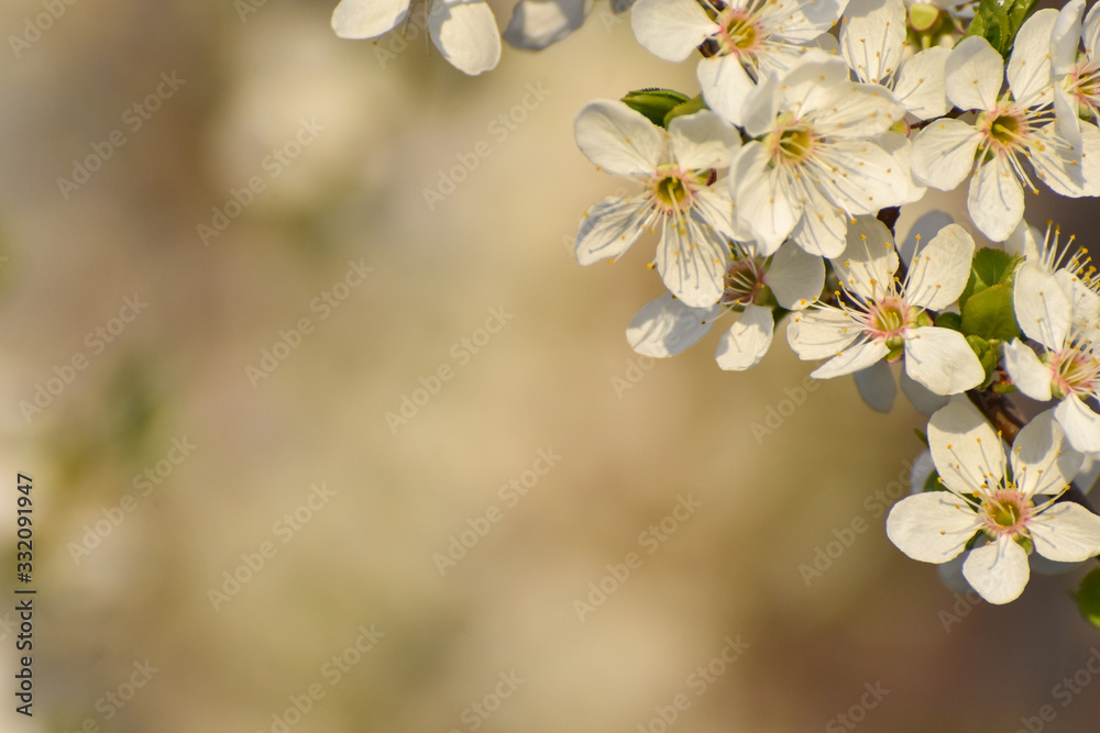 Spring background, Tree branch blossom with an empty space for text. Wild plum in full bloom in spring Spring background, Tree branch blossom with an empty space for text. Wild plum in full bloom in spring