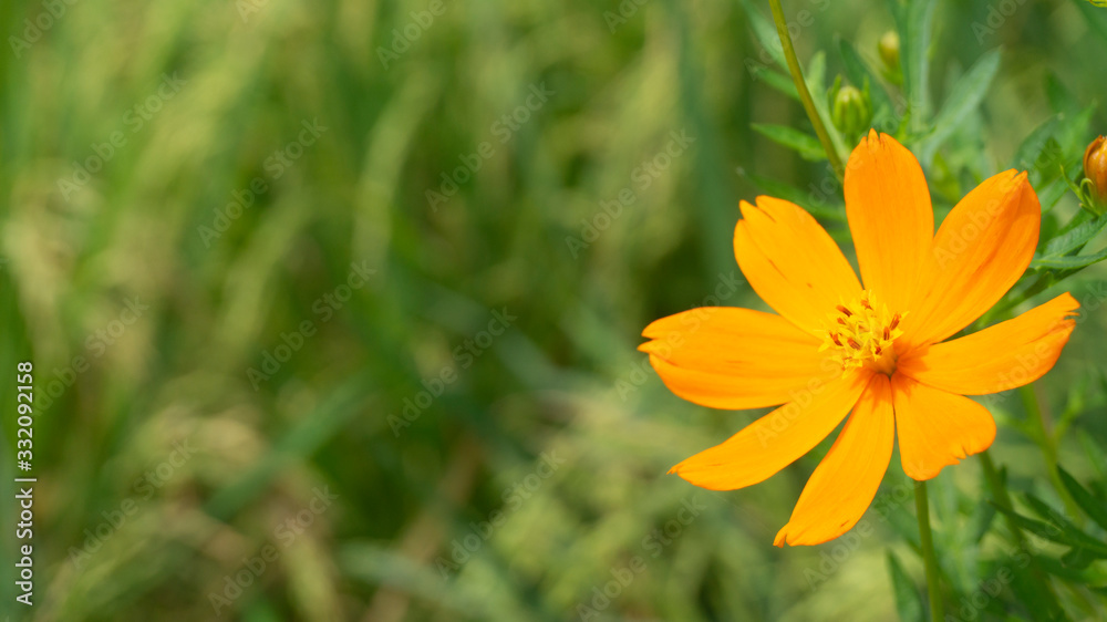 Obraz premium Cosmos caudatus or Kenikir flower, tropical plants that are easy to grow. Kenikir is one of the vegetables category plants, usually processed as a traditional Asian food salad