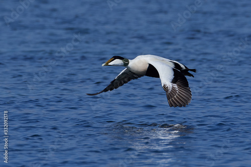 Common eider (Somateria mollissima) © dennisjacobsen