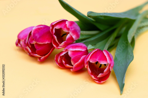 Pink tulips on a yellow background, a bouquet. Photo with flowers for design cards.