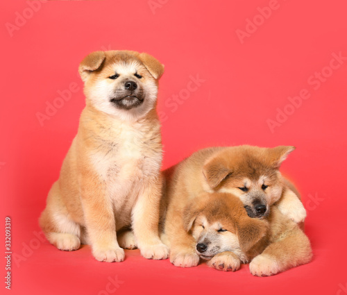 Cute Akita Inu puppies on red background. Baby animals