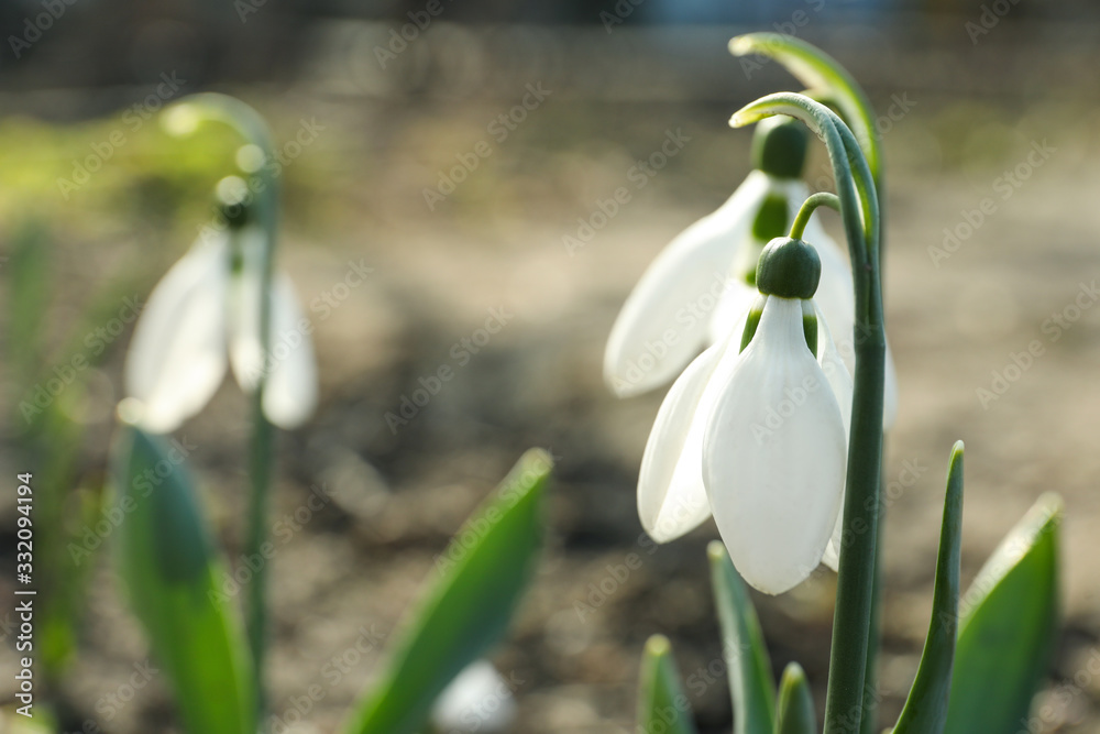 Beautiful blooming snowdrops in garden, closeup. First flowers