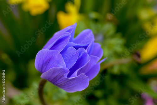 Fototapeta Naklejka Na Ścianę i Meble -  purple anemone in the garden, soft focus