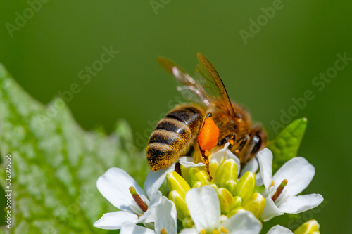 Macro shot of honeybee working on flower. Touch of spring. © Popa
