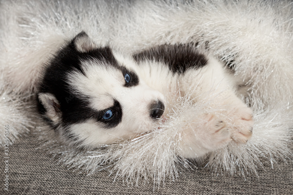 Fototapeta premium New Year siberian husky puppy