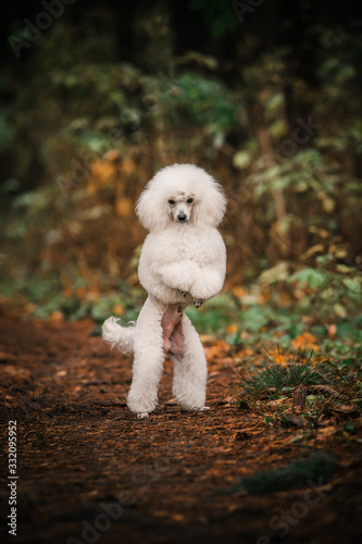  White poodle dog walks in the forest