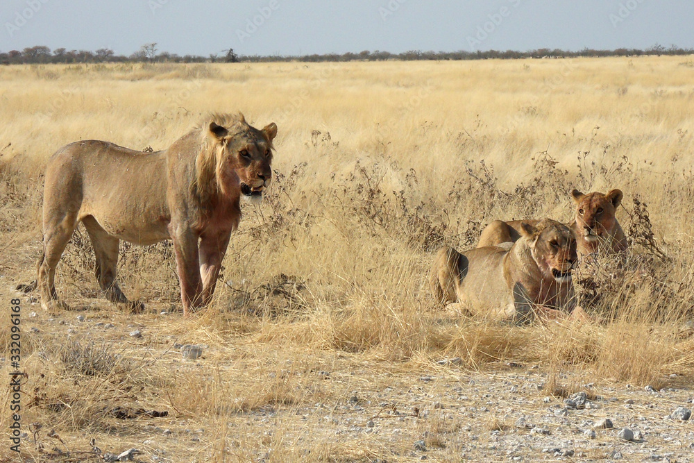 Fototapeta premium Panthera leo melanochaita