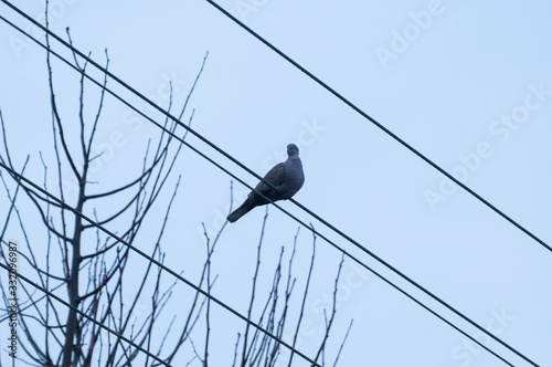 The bird stands on a wire from a banner