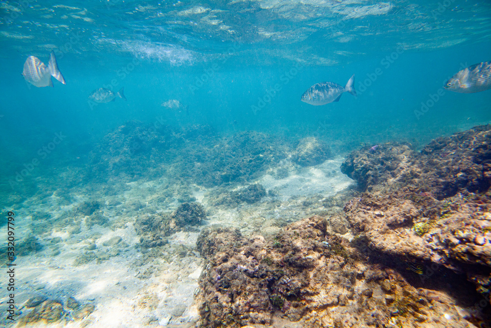 Beautiful colored fish swim underwater in the Indian Ocean among the stones. Beautiful colored fish swim underwater in the Indian Ocean among the stones.
