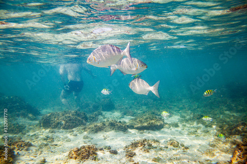 Beautiful colored fish swim underwater in the Indian Ocean among the stones.