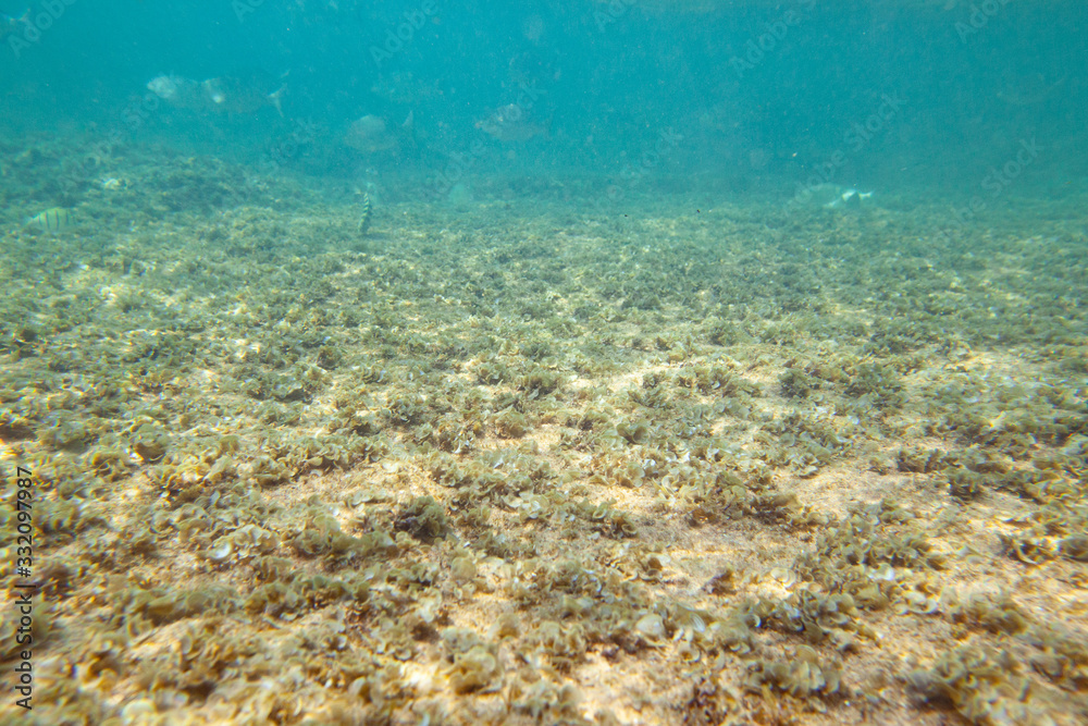 Ocean seabed with stones and sand.