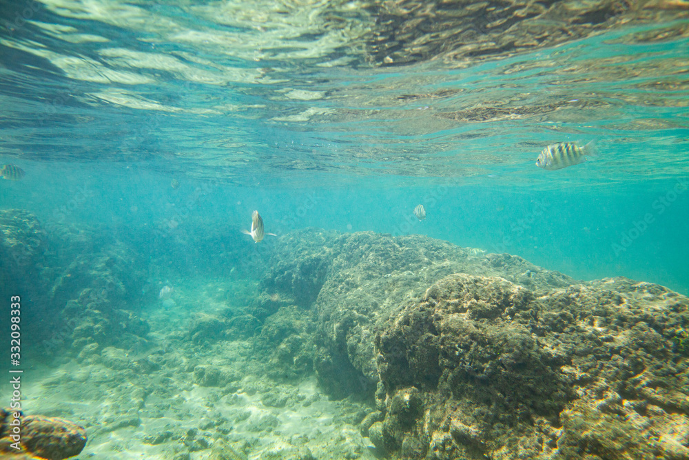 Fototapeta premium Beautiful colored fish swim underwater in the Indian Ocean among the stones.