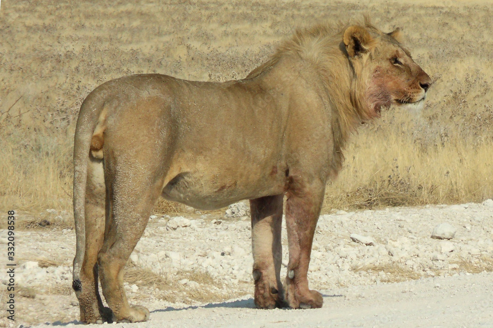 Fototapeta premium Panthera leo melanochaita