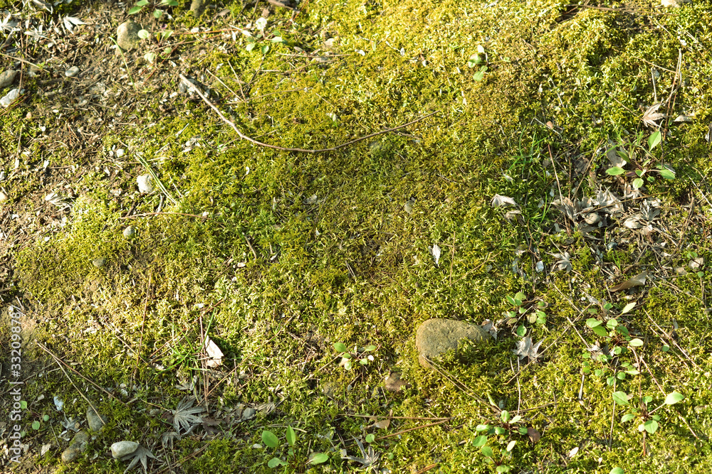 Image of Green moss surface Image of Green moss surface