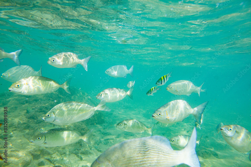 Obraz premium Beautiful colored fish swim underwater in the Indian Ocean among the stones.