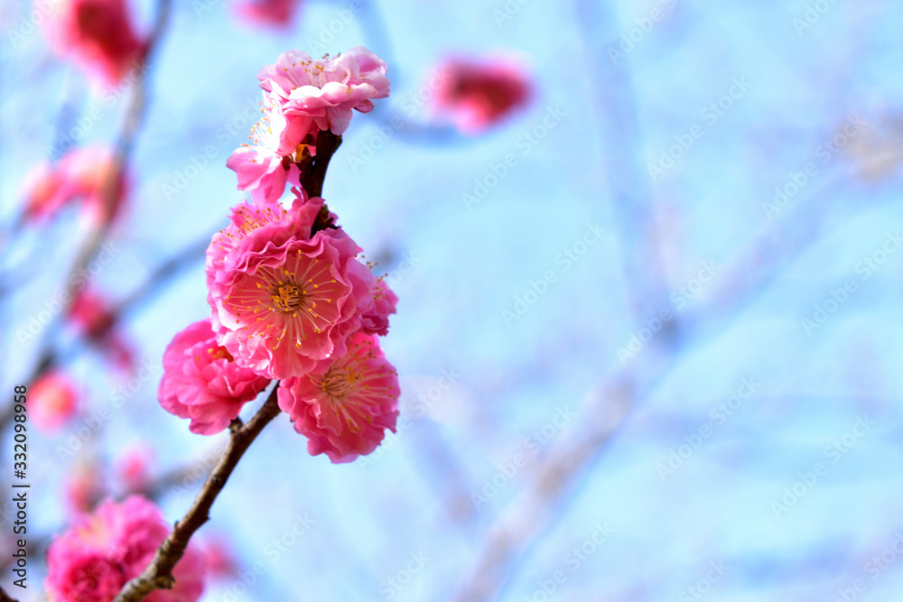 Image of Bungo plum blooming in full bloom in the park Image of Bungo plum blooming in full bloom in the park