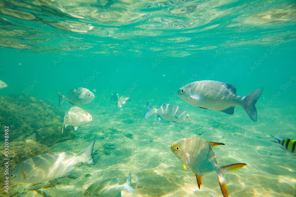 Naklejka premium Beautiful colored fish swim underwater in the Indian Ocean among the stones.