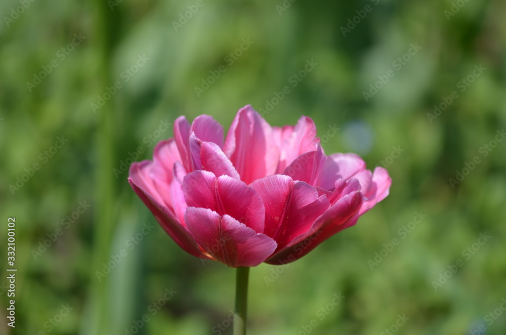 Top view of one vivid pink tulip in a garden in a sunny spring day, beautiful outdoor floral background photographed with soft focus Top view of one vivid pink tulip in a garden in a sunny spring day, beautiful outdoor floral background photographed with soft focus