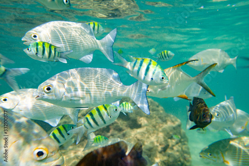 Beautiful colored fish swim underwater in the Indian Ocean among the stones. © Oleg