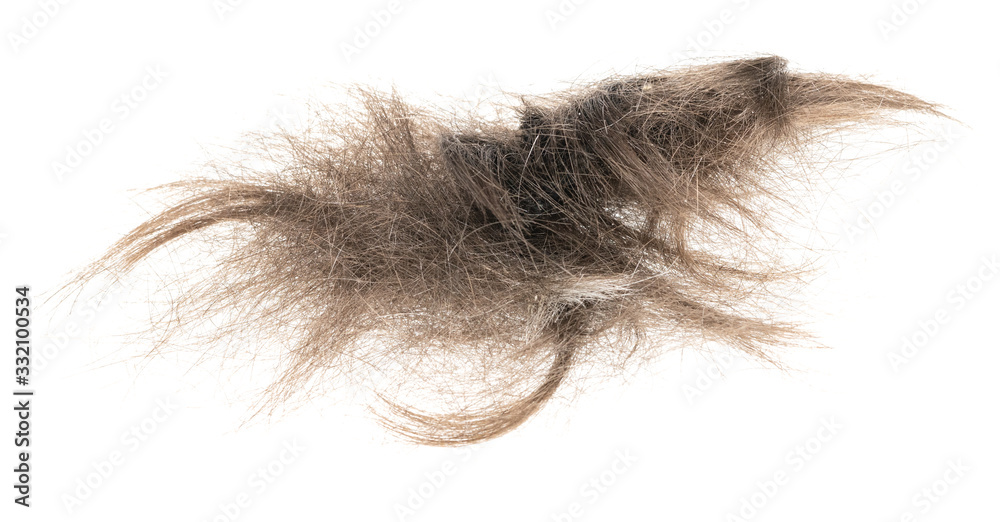 Hair bundle isolated on white background. tuft hair close-up Hair bundle isolated on white background. tuft hair close-up