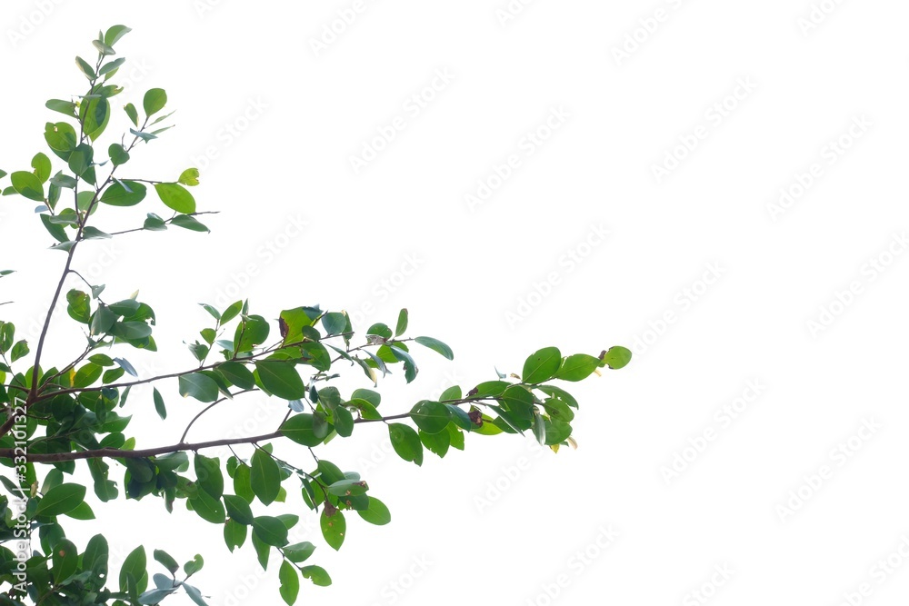Tropical tree leaves with branches on white isolated background for green foliage backdrop and copy space Tropical tree leaves with branches on white isolated background for green foliage backdrop and copy space