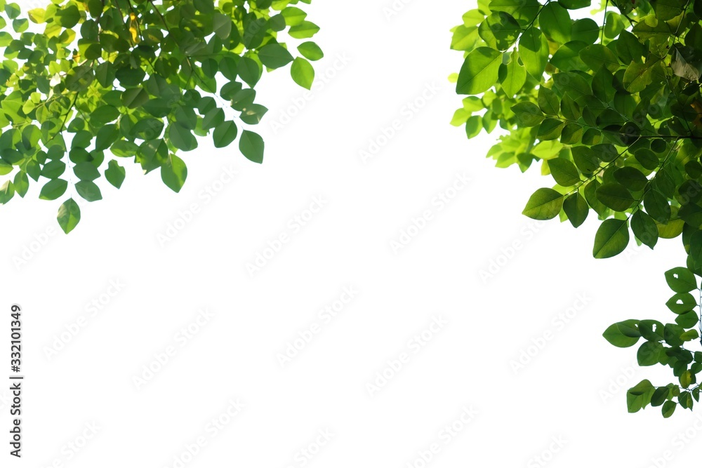 Tropical tree leaves with branches on white isolated background for green foliage backdrop Tropical tree leaves with branches on white isolated background for green foliage backdrop