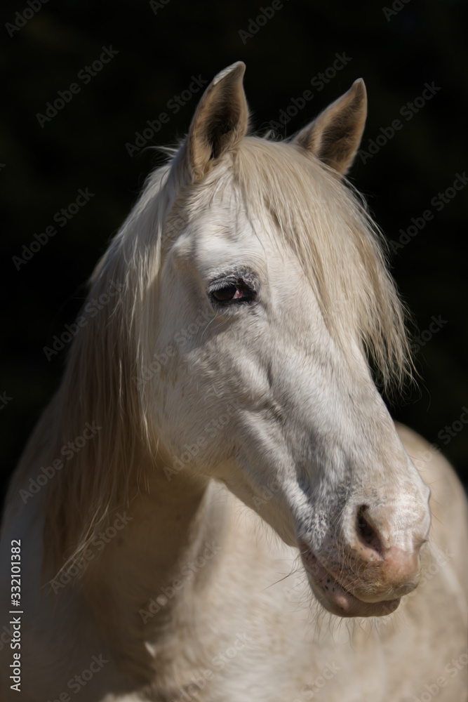 Obraz premium Głowa konia