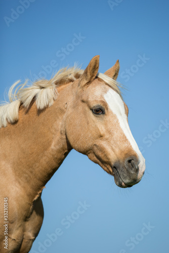 Pferdekopf © rhtierfoto