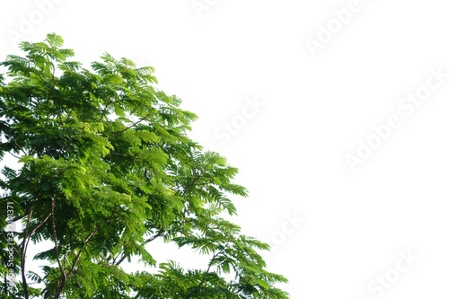 Fototapeta Naklejka Na Ścianę i Meble -  Tropical tree leaves with branches on white isolated background for green foliage backdrop and copy space 