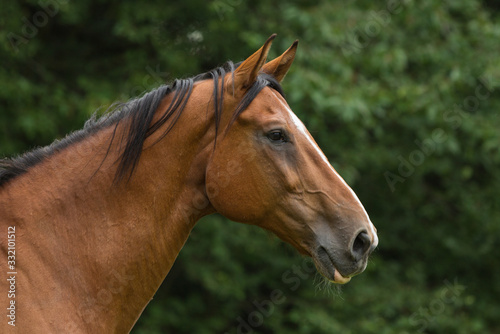Pferdekopf © rhtierfoto