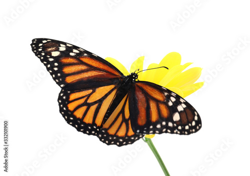 Flower with beautiful monarch butterfly isolated on white © New Africa