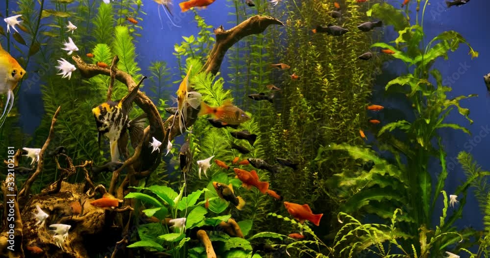 Beautiful freshwater aquarium with green plants and many fish. Freshwater aquarium with a large flock of fish. Beautiful aquarium landscape. Aqua space.