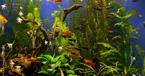 Beautiful freshwater aquarium with green plants and many fish. Freshwater aquarium with a large flock of fish. Beautiful aquarium landscape. Aqua space. photo