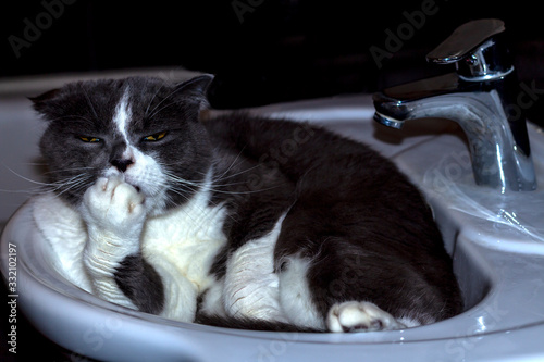 Scottish lop-eared Shorthair cat. The cat lies in the sink and licks its paw.