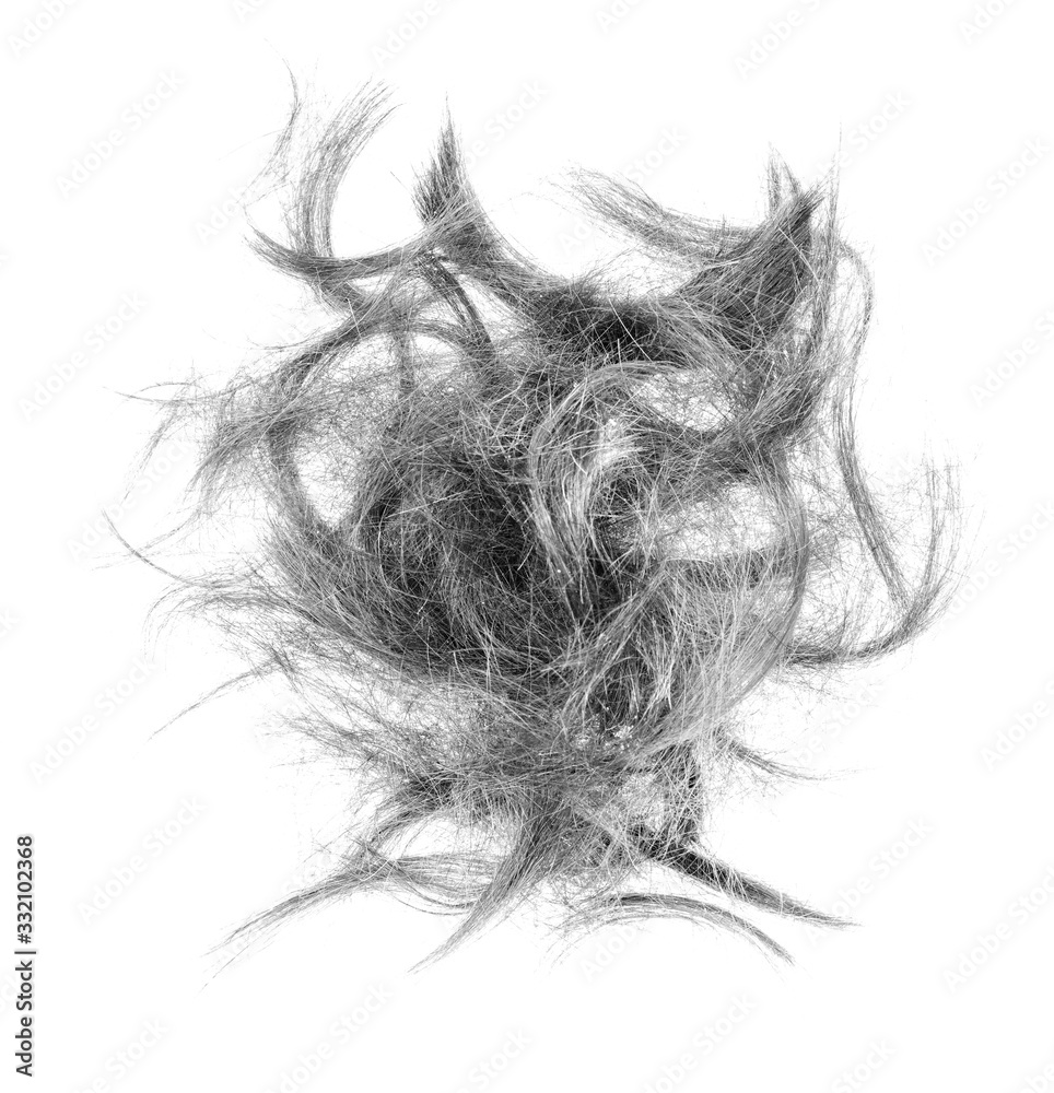 Hair bundle isolated on white background. tuft hair close-up