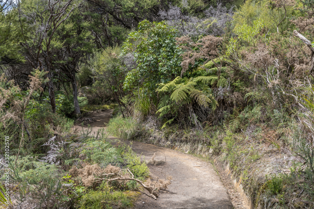 path in tangled rain forest thick lush vegetation, near Kaiteriteri, Abel Tasman park, New Zealand path in tangled rain forest thick lush vegetation, near Kaiteriteri, Abel Tasman park, New Zealand
