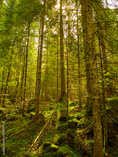 bosque verde frondoso