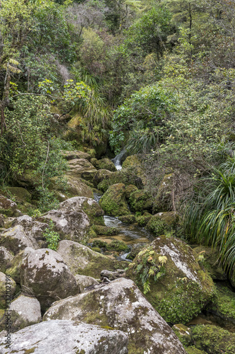 lush rain forest vegetation on little creek at Bark bay estuary, near Kaiteriteri, Abel Tasman park,  New Zealand