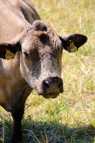 A German brown cow, Germany © Klaus Nowottnick