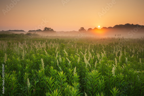 山粟と朝靄の風景
