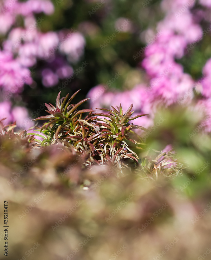 Green background of long spreading stems, foliage and buds of Creeping Phlox flowers in the garden Green background of long spreading stems, foliage and buds of Creeping Phlox flowers in the garden