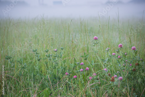 朝霧に包まれるムラサキツメクサ © Yusuke Kawakami
