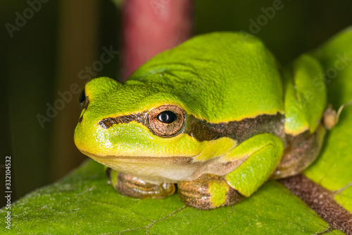 Green frog on leaf. A frog hides in a plant