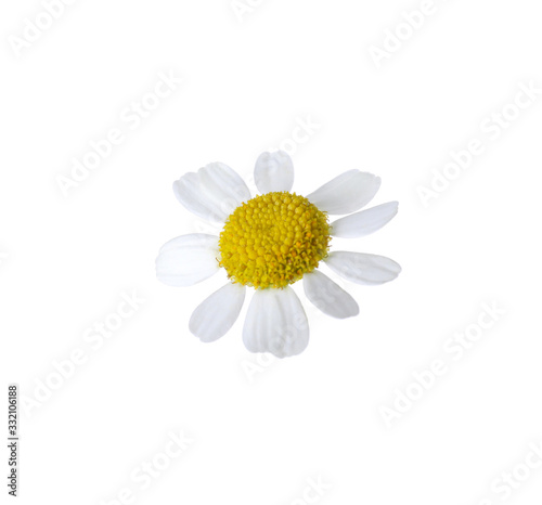Fototapeta Naklejka Na Ścianę i Meble -  Beautiful small chamomile flower isolated on white